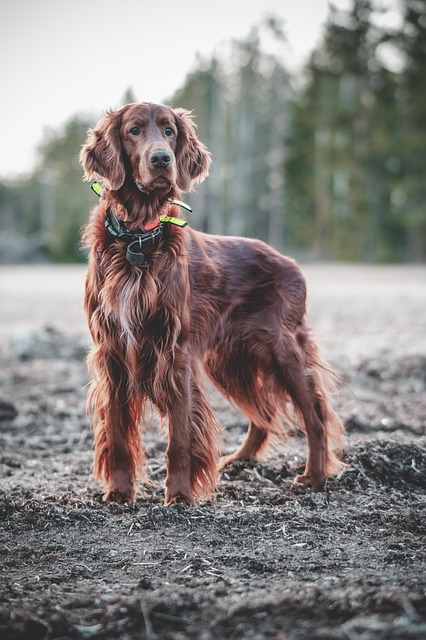 dog, irish, setter, animal, mischievous, forest, hunting, nature, hunting dog, pet, dog training